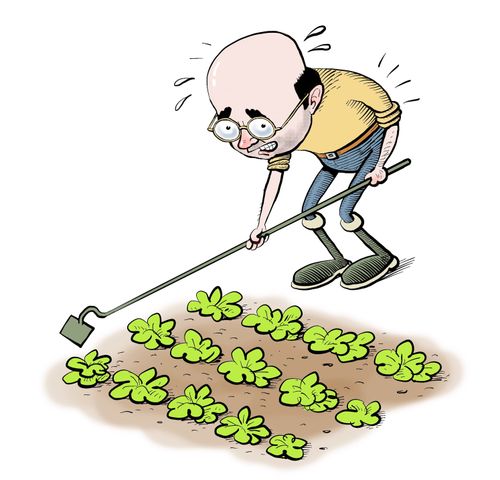 Man labouring over vegetable patch