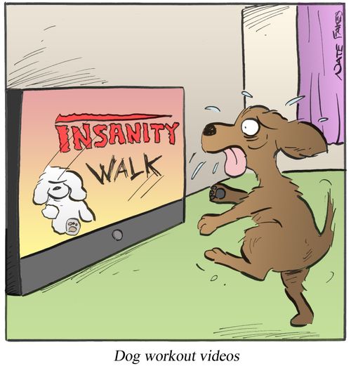 Dog Workout Videos