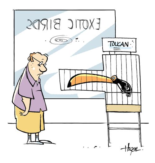 Toucan in bird cage.