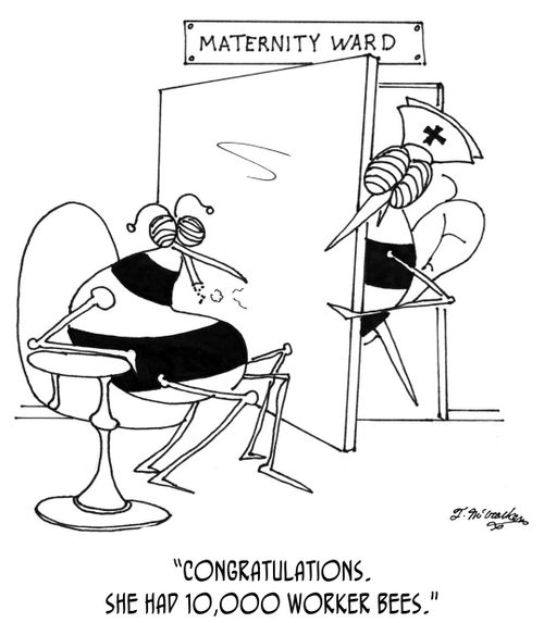 "Congratulations. She had 10,000 worker bees."