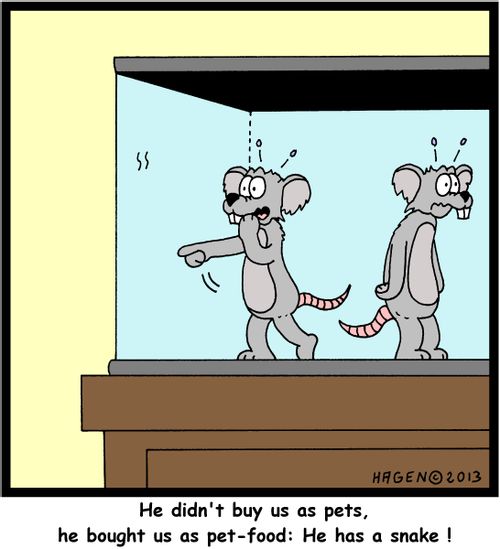 'He didn't buy us as pets, he bought us as pet-food: He has a snake!'
