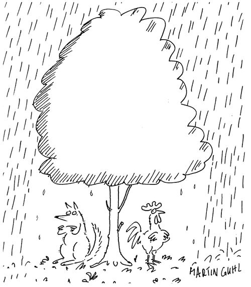 The fox and the hen shelter under the same tree in the rain