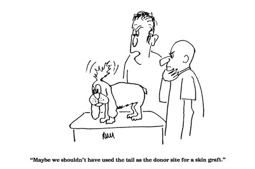 'Maybe we shouldn't have used the tail as the donor site for a skin graft.'