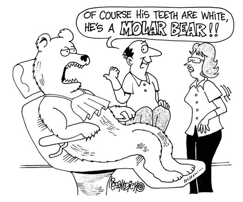'Of course his teeth are white, he's a MOLAR BEAR!'