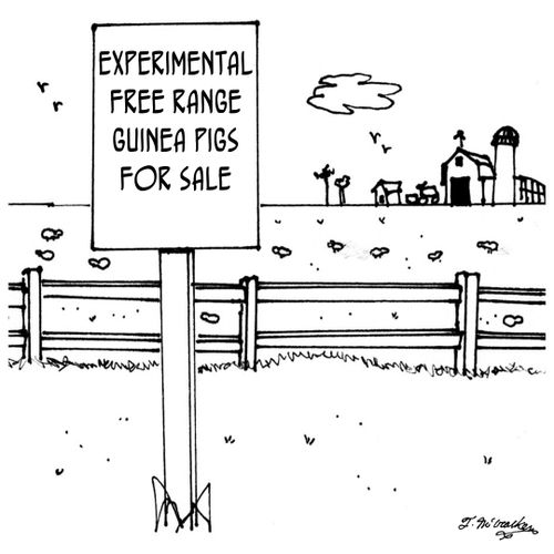 Experimental Free Range Guinea Pigs For Sale.