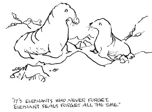 "It's elephants who never forget. Elephant seals forget all the time."