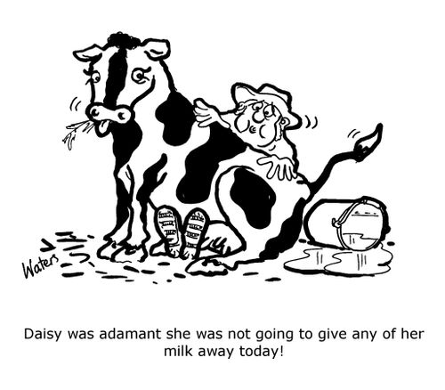 Daisy was adamant she was not going to give any of her milk away today!