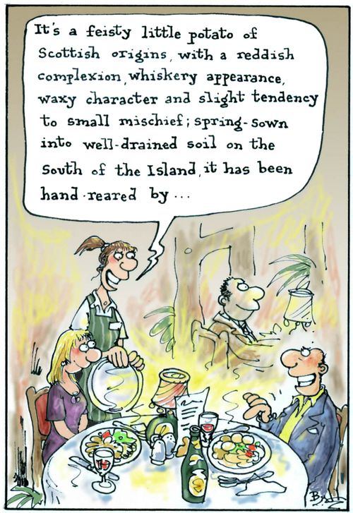 'It's a feisty little potato of Scottish origins, with a reddish complexion, whiskery appearance, waxy character and slight tendency to small mischief; spring-sown into well-drained soil on the south of the Island it has been hand-reared by. . .'