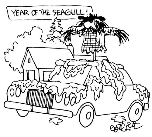 Year of the Seagull: Scarecrow on car's top losing it's battle in chasing gulls away