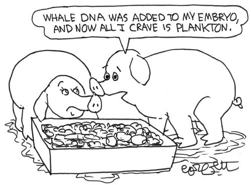'Whale DNA was added to my embryo and now all I crave is plankton.'