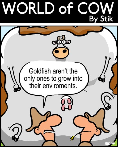 World of Cow - Goldfish aren't the only ones to grow into their environments.