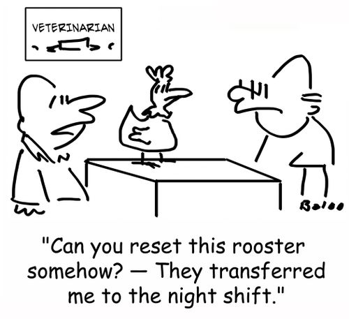 'Can you reset this rooster somehow? -- They transferred me to the night shift.'