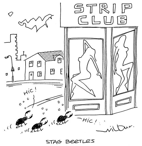 Stag Beetles.