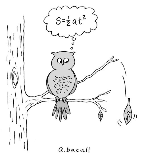 Owl thinks of mathematical equation.