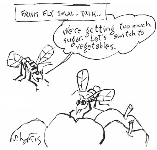Fruit fly small talk: 'We're getting too much sugar. Let's switch to vegetables.'