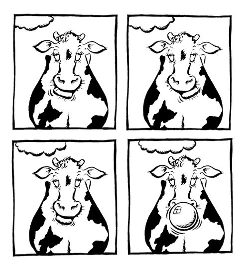 Cow chewing to cud / bubble gum