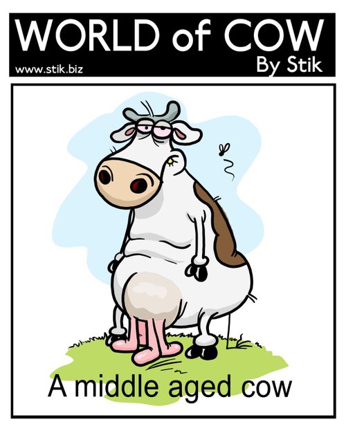 A middle aged cow.