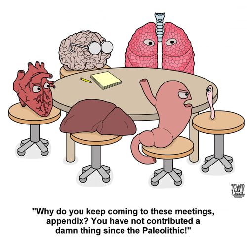 'Why do you keep coming to these meetings, appendix? You have not contributed a damn thing since the Paleolithic!'