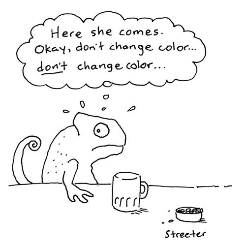 Chameleon in a bar.