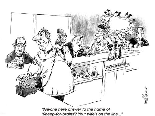 Anyone around here answer to the name of 'Sheep-for-brains'?