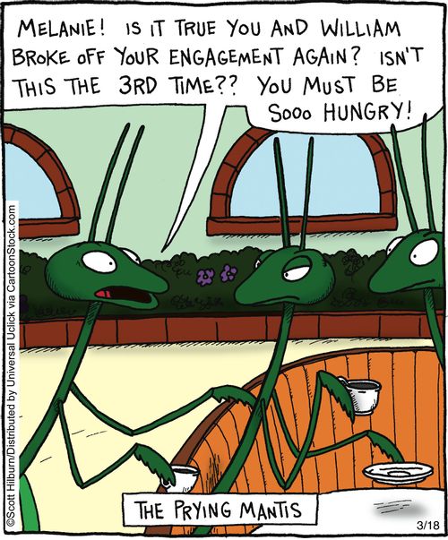The prying mantis,