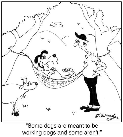 'Some dogs are meant to be working dogs and some aren't.'