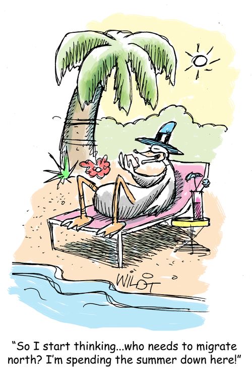 "So I start thinking...who needs to migrate north? I'm spending the summer down here!"