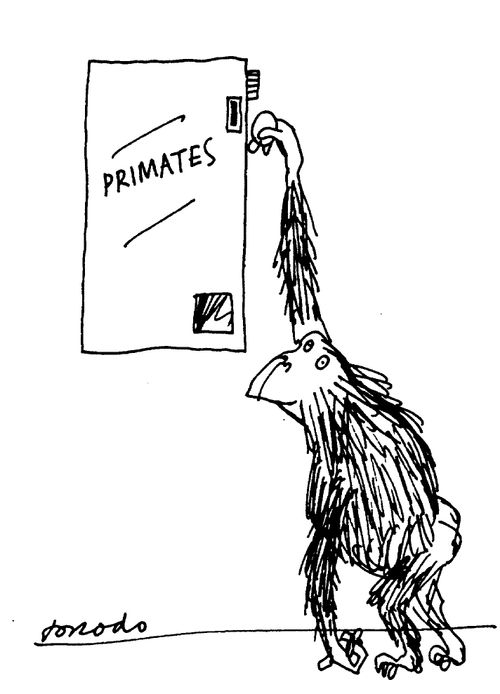 Monkey Contraceptives
