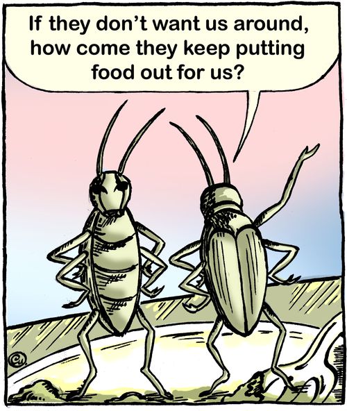 'If they didn't want us around, how come they keep putting food out for us?"