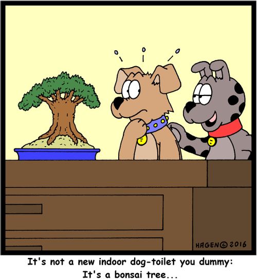 "It's not a new indoor dog-toilet you dummy: It's a bonsai tree..."