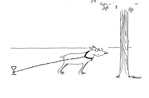 Dog on leash not able to reach tree