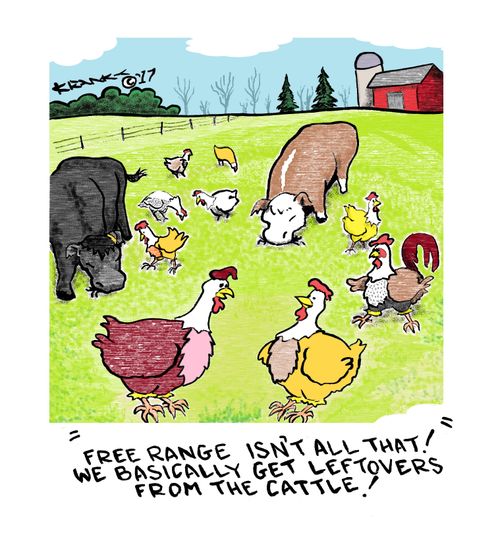 'Free range isn't all that! We basically get leftovers from the cattle!'