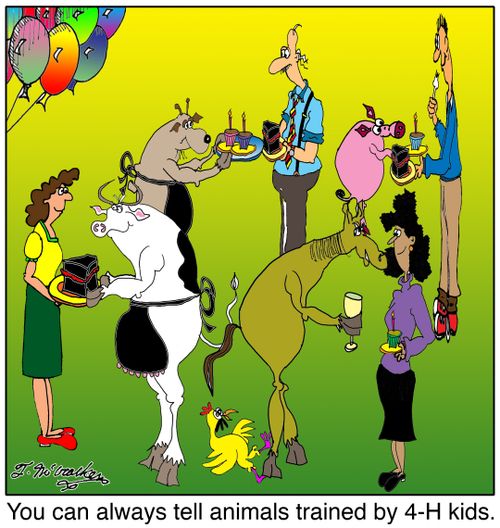 You can always tell animals trained by 4H kids.