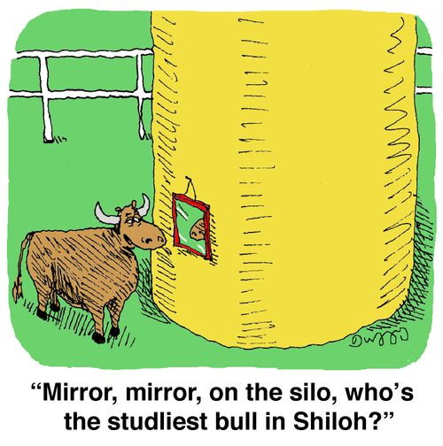 'Mirror, mirror, on the silo, who's the studliest bull in Shiloh?'