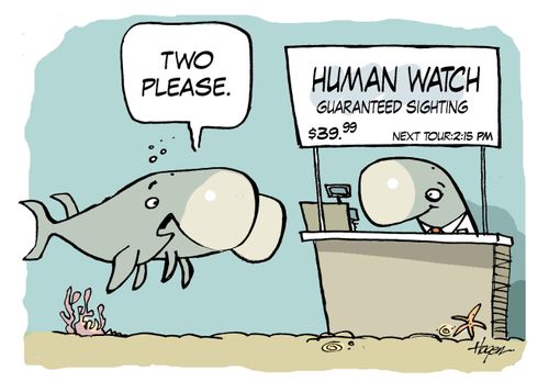 'Two please.' - Human watch