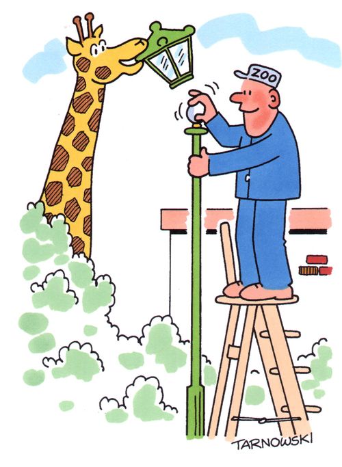 Giraffe helping to change lightbulbs in a zoo.
