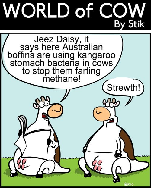 Australian boffins are using kangaroo stomach bacteria in cows to stop them farting methane! 'Strewth!'