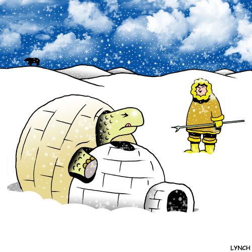 A tortoise tries to mate with an igloo.