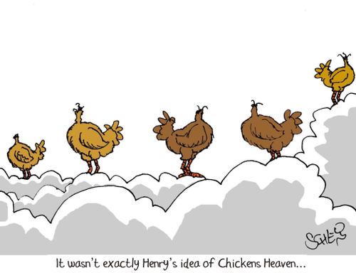 It wasn't exactly Henry's idea of Chickens Heaven...