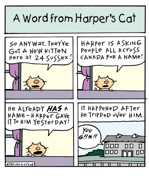 Harper's new cat