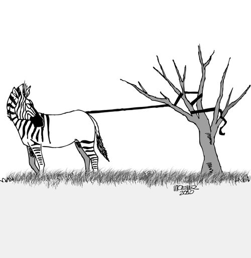Zebra Stripes Caught In Tree.