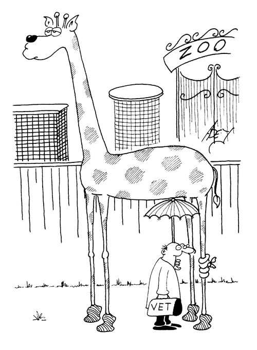 Vet holding an umbrella under a giarffe to avoid getting urinated on