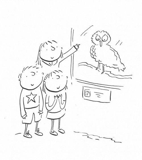 Owl