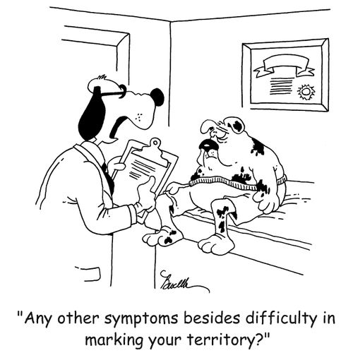 'Any other symptoms besides difficulty in marking your territory?'
