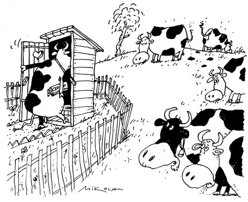 Cow uses outside toilet
