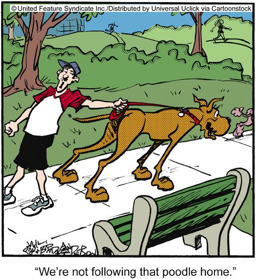 'We're not following the poodle home.'