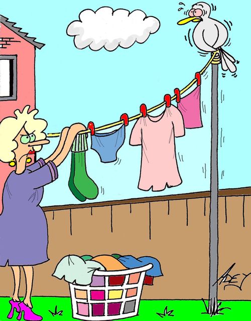 Bird Sitting Near Clean Washing.