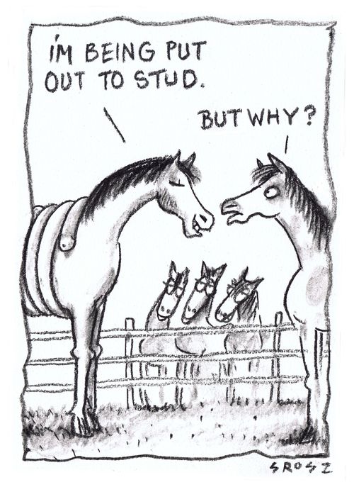 "I'm being put out to stud."