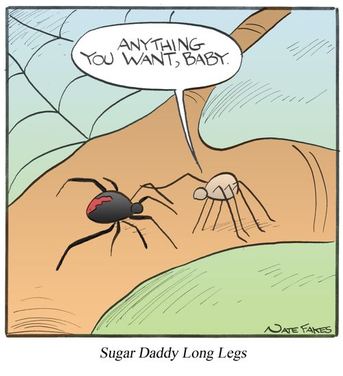 Sugar Daddy Long Legs