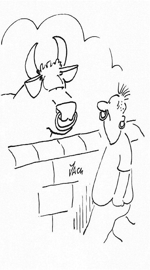 Punk and bull admire each other's nose rings.